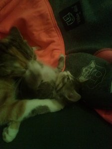 handy bilder 1138.jpg