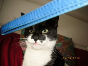 IMGP2619 (1024x768).jpg