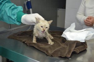 Claudios Findling (1).jpg