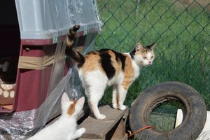 Katzenfamilie_La Vela (1).jpg