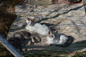 Katzenfamilie_La Vela (3).jpg