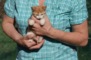 Katzenfamilie_La Vela (4).jpg