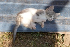 Katzenfamilie_La Vela (6).jpg