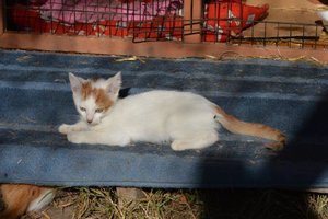 Katzenfamilie_La Vela (8).jpg