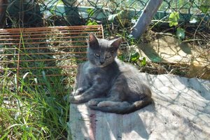 Katzenfamilie_La Vela (10).jpg