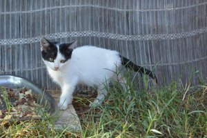 Katzenfamilie_La Vela (12).jpg