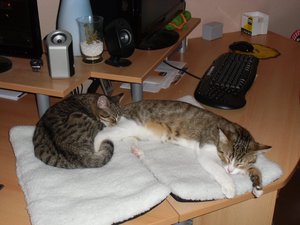 Arbeitet ihr, wir schlafen.jpg