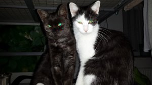 Farah und Ruffy was willst du verkleinert.jpg