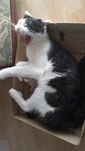 Ruffy gähnt verkleinert.jpg