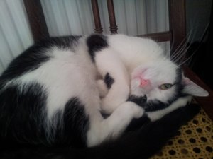 Ruffy halbwach verkleinert.jpg