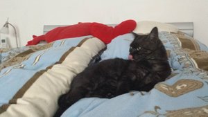 Farah Zunge draußen verkleinert.jpg