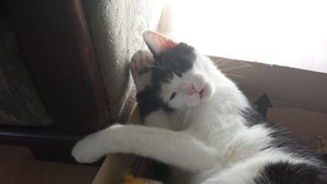 Ruffy putzt sich verkleinert.jpg