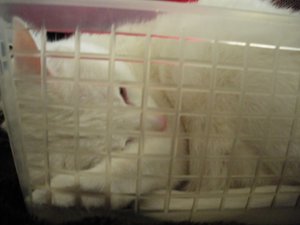 IMGP1114 (800x600).jpg