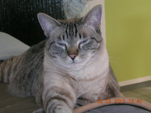 katzen 05.02.12 006.JPG