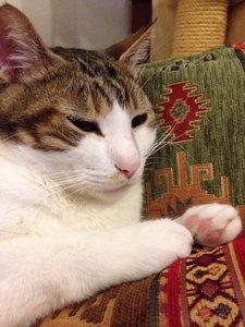 ImageUploadedByTapatalk1385734636.113769.jpg ImageUploadedByTapatalk1385734636.113769.jpg