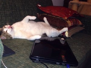 ImageUploadedByTapatalk1385734648.746559.jpg ImageUploadedByTapatalk1385734648.746559.jpg