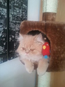 IMG-20130211-WA0011.jpg IMG-20130211-WA0011.jpg