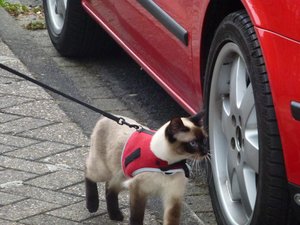 katzen 30.03.12 013.jpg