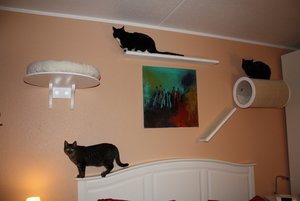 katzenwand4.jpg