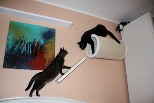 katzenwand5.jpg