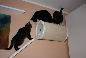 katzenwand6.jpg