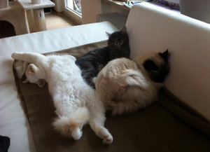 Bildschirmfoto 2013-12-09 um 09.16.29.jpg