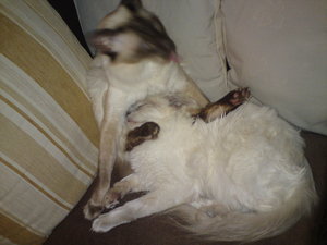 katzen und diverses 234.JPG