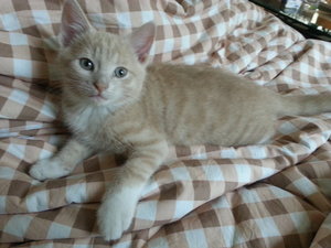 samsungbilder 026.jpg