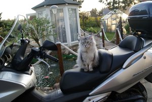 Boogie die Motorrad Braut (2).JPG