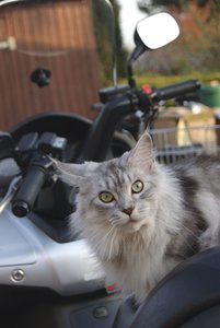 Boogie die Motorrad Braut (1).JPG