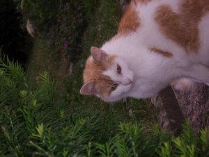 henry groß zwei.JPG