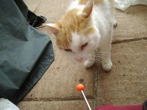 henry clickert 2.JPG