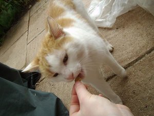 henry clickert 4.JPG