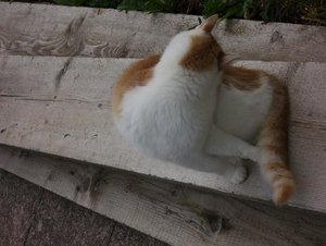 henry putzt sich wieder2.JPG