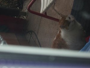 kater verträumt.JPG