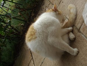 putzender henry 7.JPG