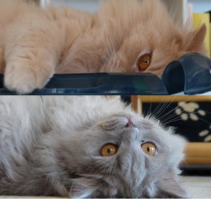 Lucky und Quincy3.jpg