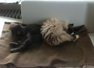 Bildschirmfoto 2013-12-19 um 14.17.27.jpg