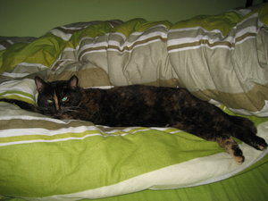 Sheila, 1 Woche bei Melanie.JPG