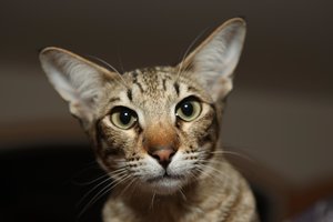 Chester & Charly & Ilvy 103.jpg