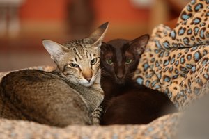 Chester & Charly & Ilvy 037.jpg