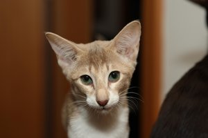 Chester & Charly & Ilvy 105.jpg