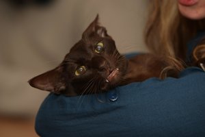 Chester & Charly & Ilvy 089.jpg