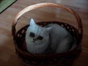 Momentaufnahme 5 (26.10.2013 16-54).png