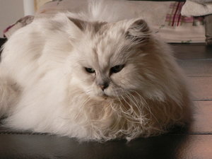 Muggel an Silverster 13 002.JPG