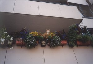 Balkon außen mit Tiga 1.jpg