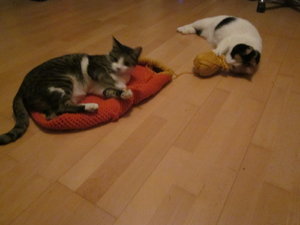 Bonzo und filzbettchen 007.JPG