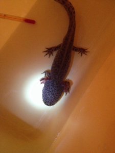 ImageUploadedByTapatalk1389394092.910892.jpg ImageUploadedByTapatalk1389394092.910892.jpg