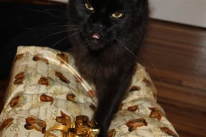 IMG_3124 (Large).JPG