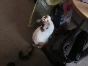 Filzbettchen Mausi 004.JPG